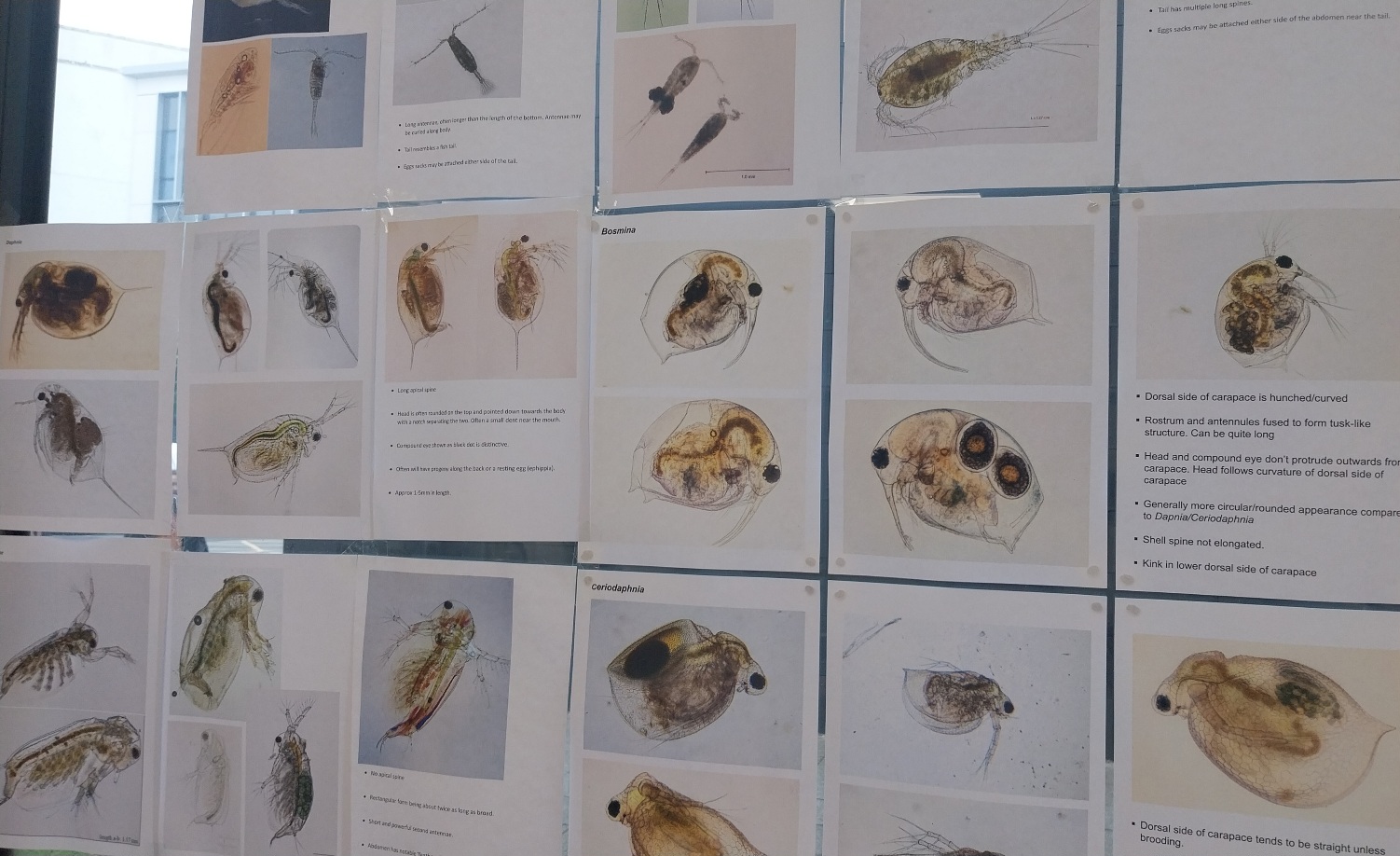 Window display of print-outs of plankton genus with identifying shapes and features