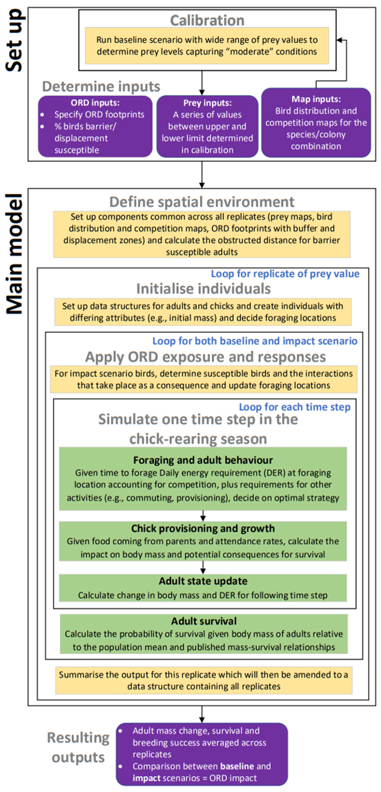 Figure 2: Overview of the SeabORD modelling framework. Prey availability is first calibrated and combined with ORD and spatial map inputs. Spatial components are defined before simulation replicates are initialised. Within each replicate, matched baseline and impact scenarios are simulated through repeated chick-rearing time steps comprising adult foraging and behavioural decisions, chick provisioning and growth, and adult state updates. Adult survival is subsequently estimated, and outputs are summarised across replicates as ORD-induced changes in adult mass, survival and breeding success. Purple boxes indicate inputs and outputs, yellow boxes indicate setup and processing stages, green boxes indicate ecological processes, and blue labels identify iterative loops.